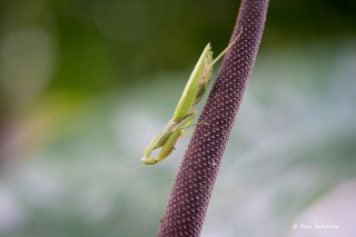 Foto Bert Dellafaille